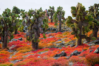 Galapagos Islands