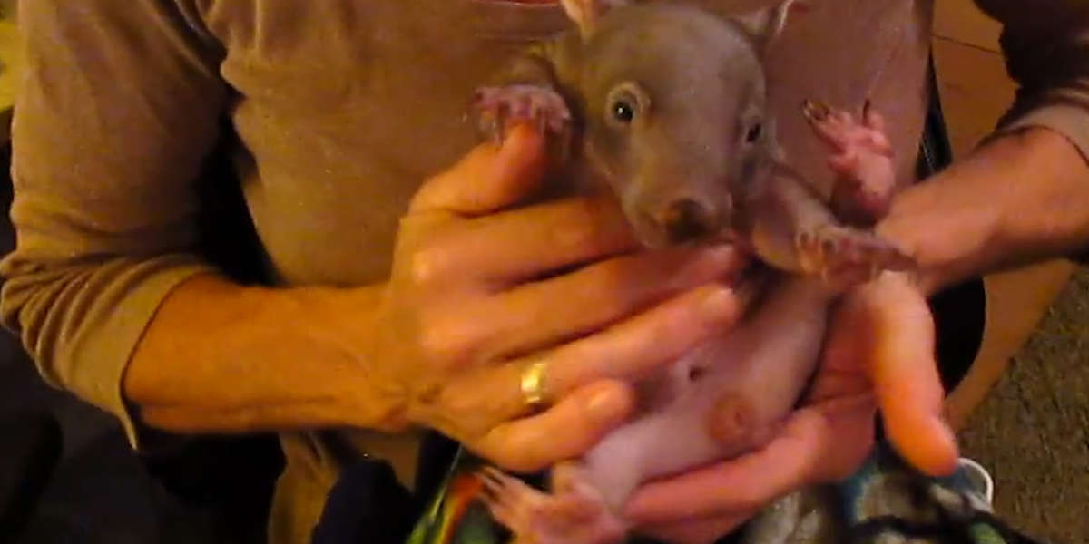 Tiny Rescued Wombat Is Growing Up So Fast - Videos - The Dodo