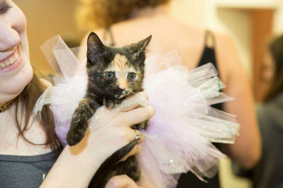 One of the adoptable cat at Pawject Runway 2017