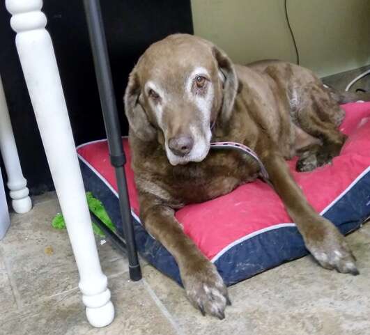 Senior dog lying on bed