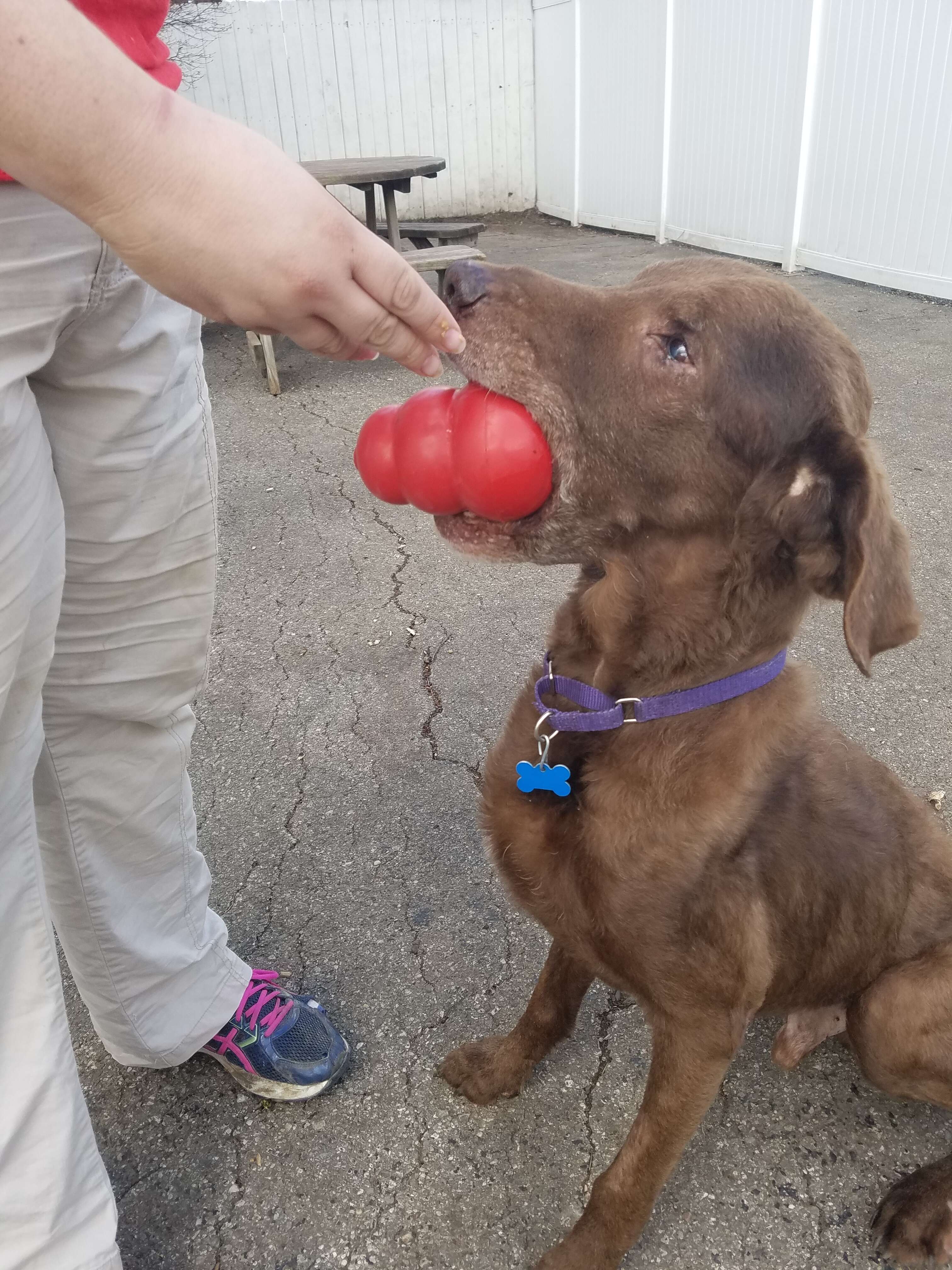 Dog playing with kong ball