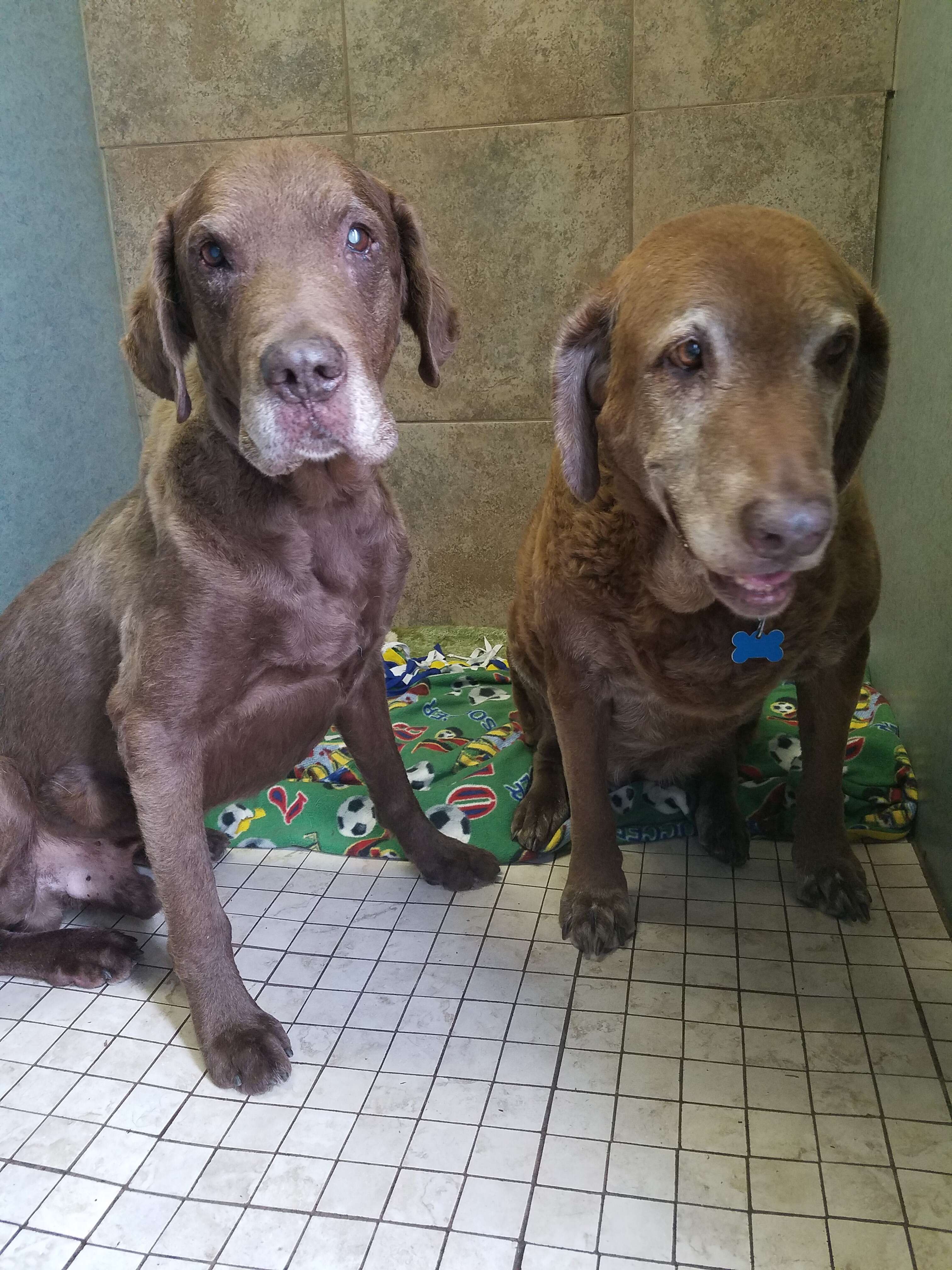Mom and son dogs