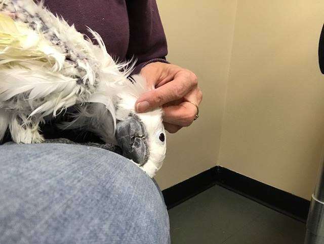 Rescued bird snuggling her owner