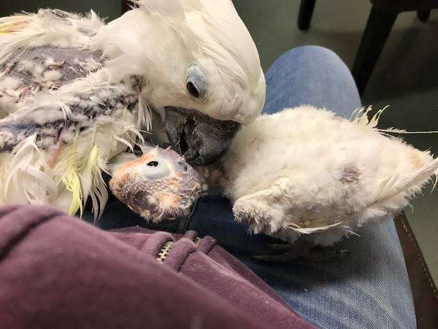 Rescued birds snuggle