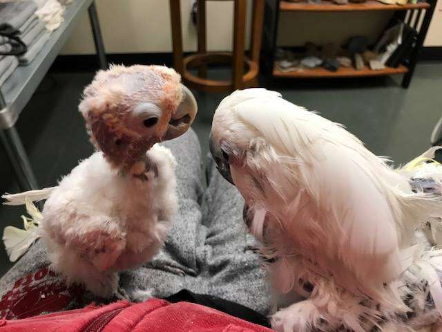 Rescued bird visits friend at hospital