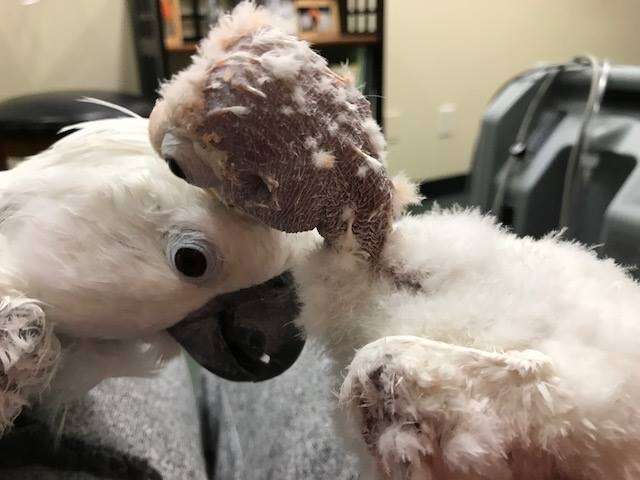 Rescued bird kisses her best friend