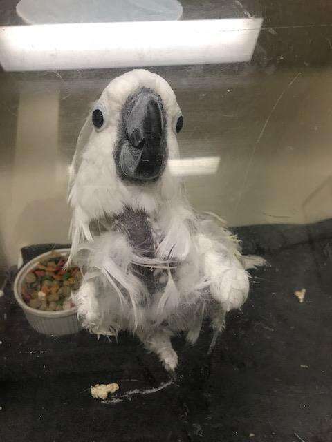 Rescued bird sick with lung cancer