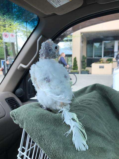 Rescued bird in car on her way to visit friend