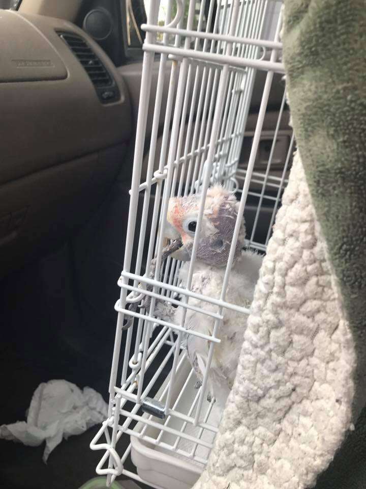 Bird in cage in car to visit her friend in the hospital