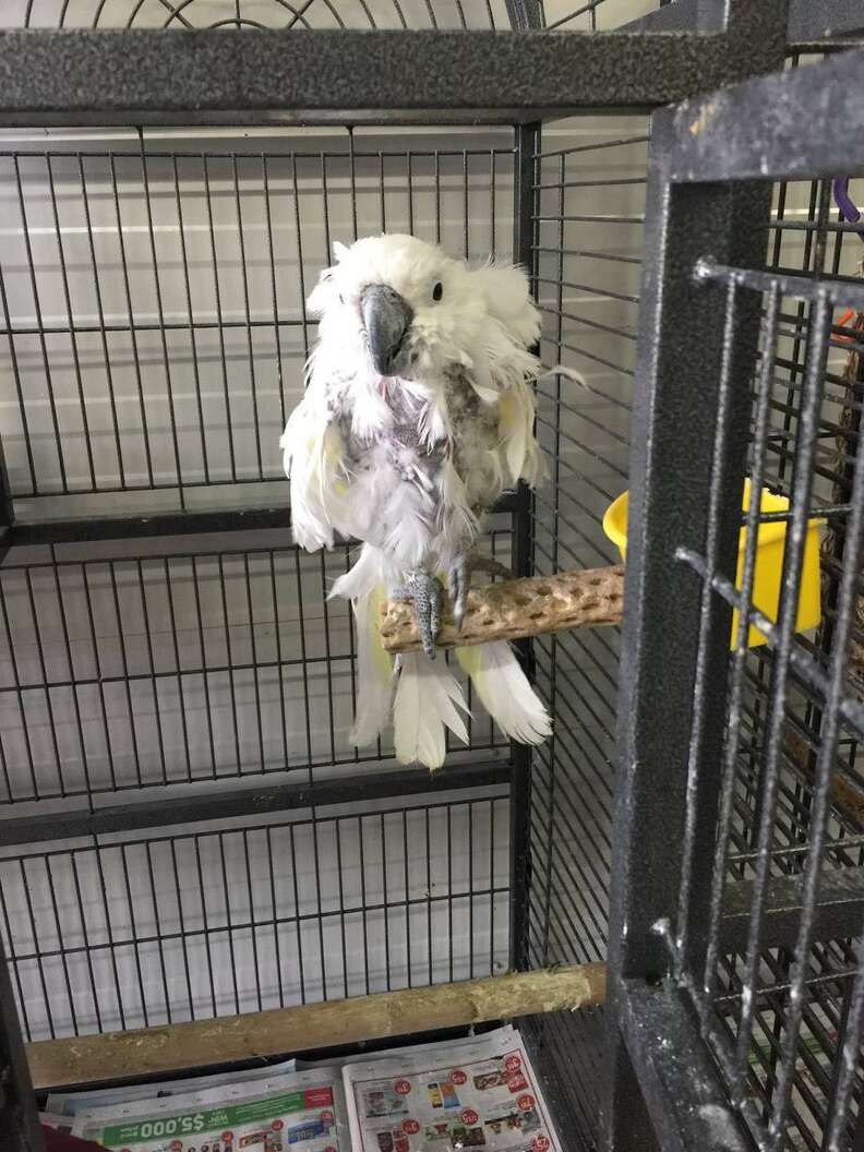 Bird at dilapidated refuge