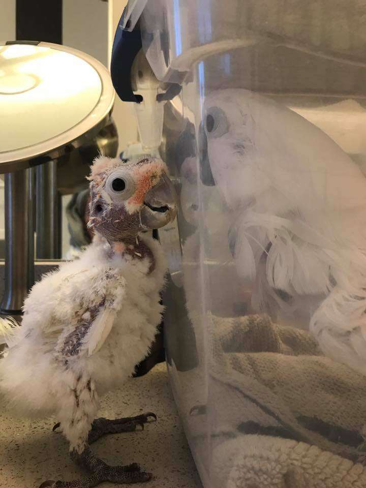 Rescued bird stands by her sick friend