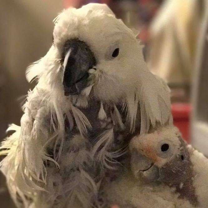 Rescued bird best friends