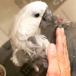 Bird puts foot up to rescuer's hand