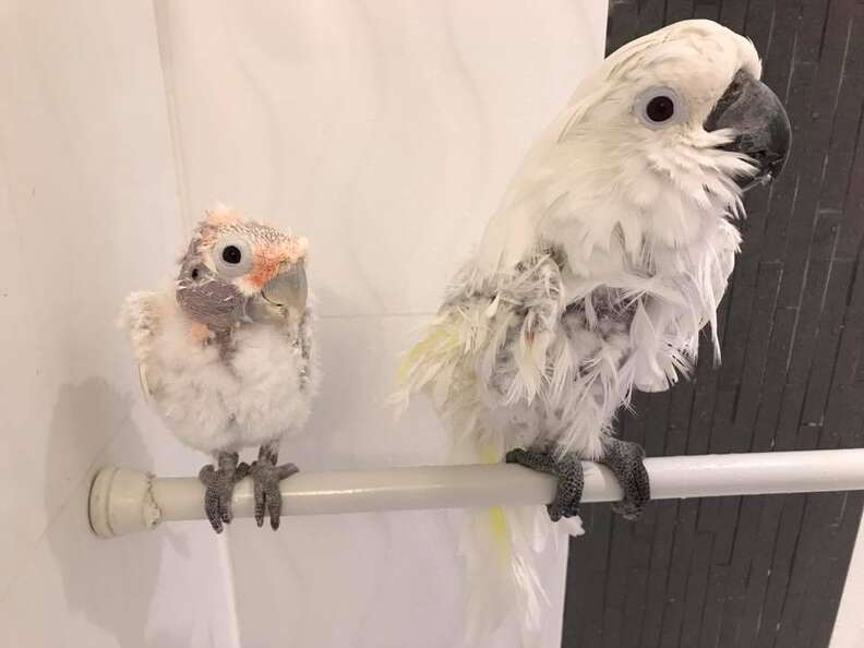 Rescued cockatoo friends