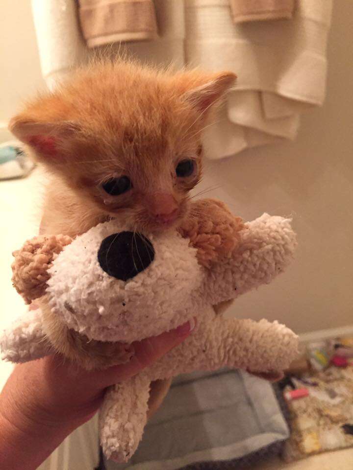 Orphaned kitten