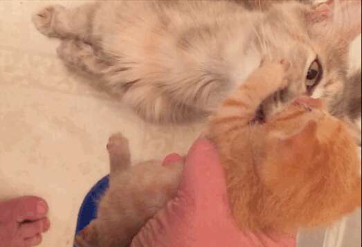 Grieving mother cat adopts orphaned kitten