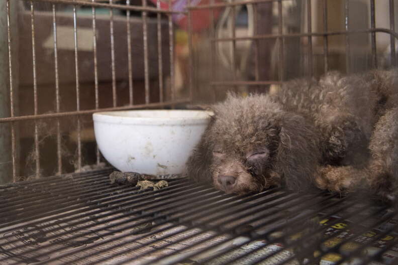 Puppy Mill Dog Sees Sun For First Time - The Dodo