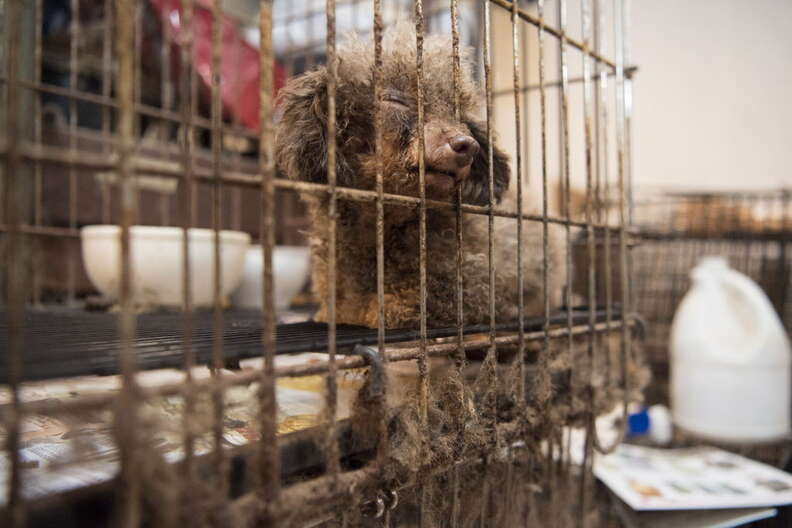 Dog trapped in cage at puppy mill
