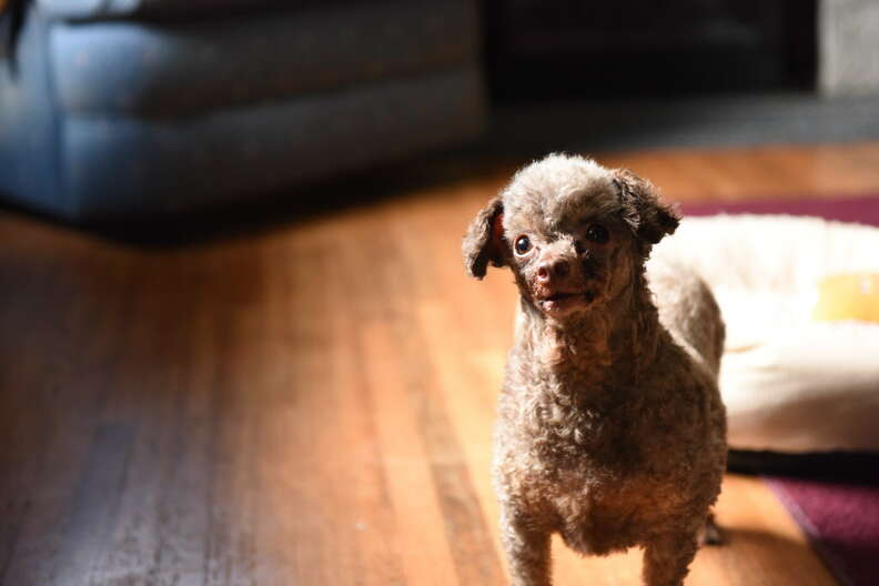 Rescue dog in house