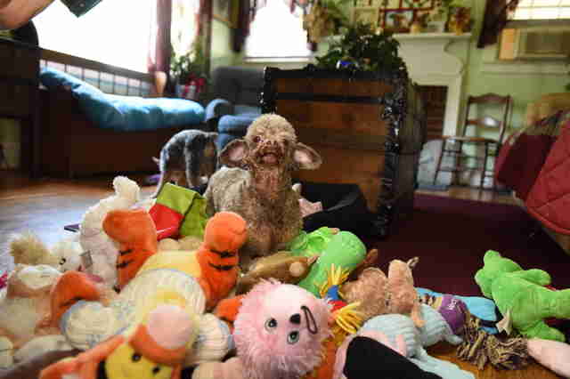 Rescue dog with her stuffed animals