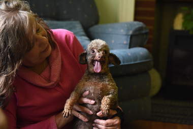 Rescue dog with her new mom