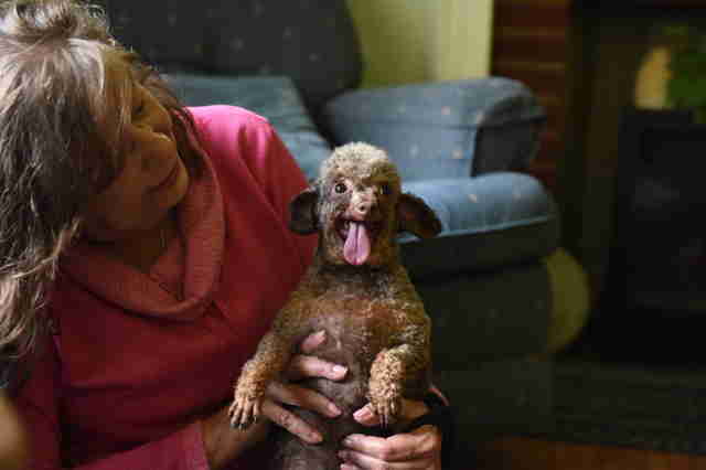 Rescue dog with her new mom