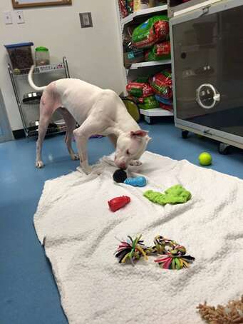 dog playing with toys in vet's office