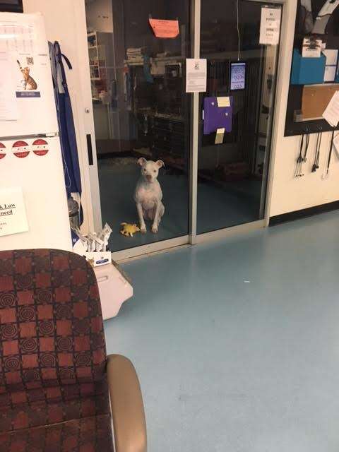 dog looking through window in vet's office