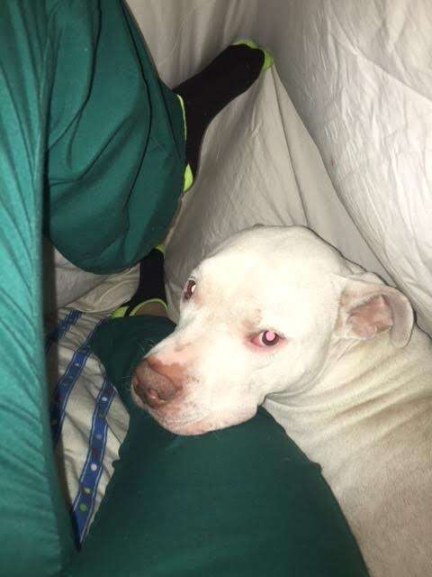 dog resting on owner's lap