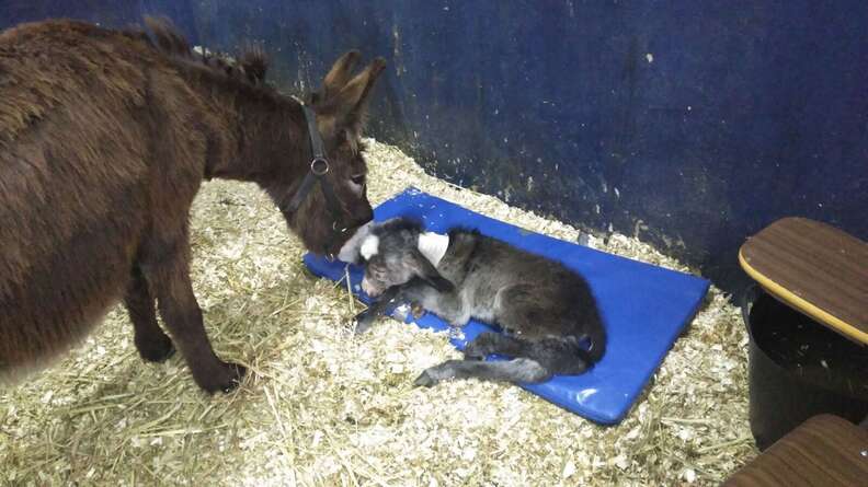 Mother donkey and newborn