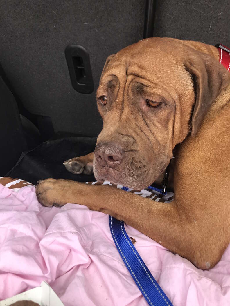 Scared breeder dog dumped at shelter