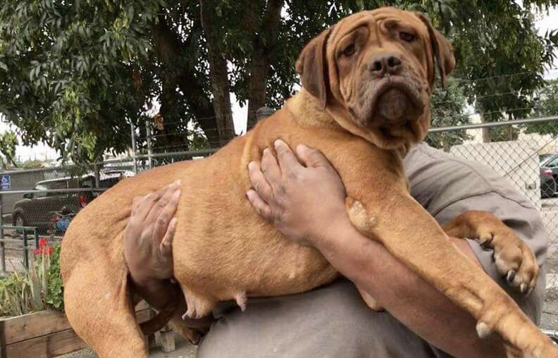 Scared shelter dog being carried