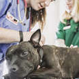 dog getting vet check up