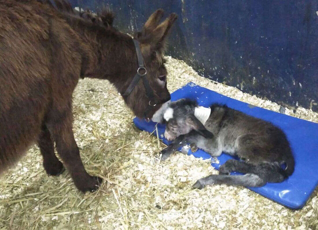 Rescued Donkey Stays With Sick Newborn Son In Hospital - The Dodo