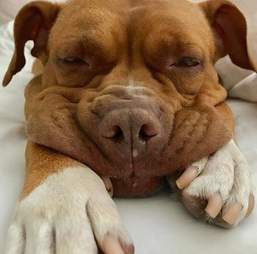 Rescued pit bull