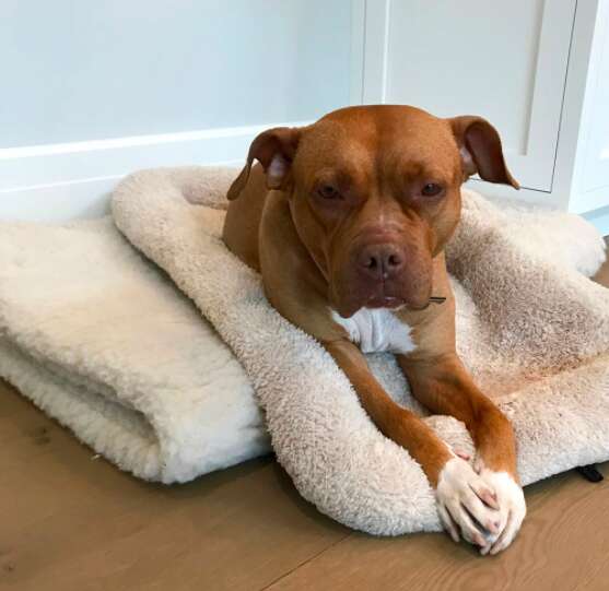 Rescued pit bull sleeping on dog beds