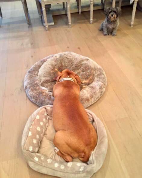 Rescued pit bull sleeping on two dog beds