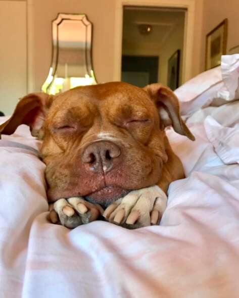 Rescued pit bull sleeping on bed