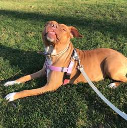 Rescued pit bull
