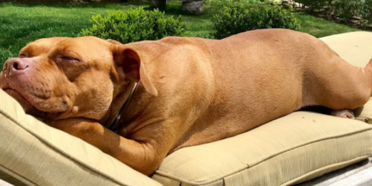 Dog Who Slept On Concrete Floor For 8 Years Has All The Beds She Wants Now The Dodo