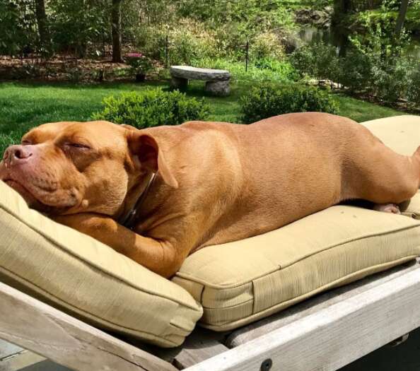 Rescued pit bull sleeping on outdoor furniture