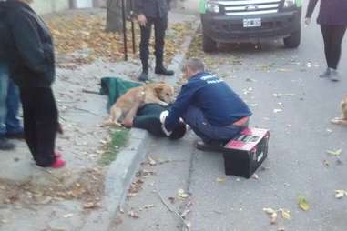 dog comforts owner injured in fall