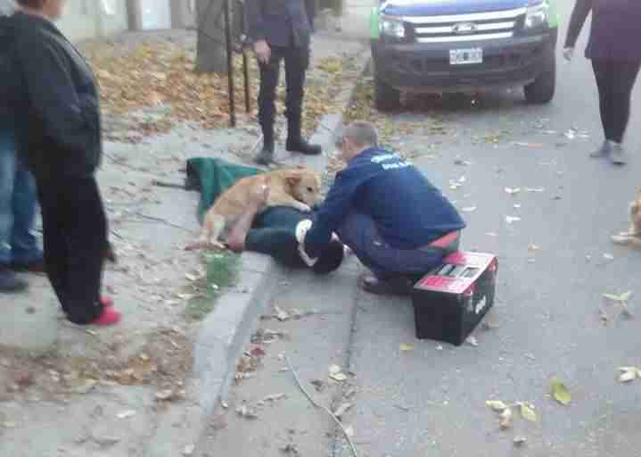 Risultati immagini per 6 feet Dog Won't Stop Hugging His Dad Who Was Injured In A Fall