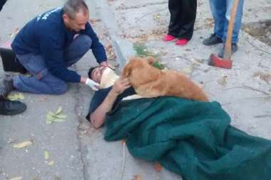 dog comforts owner injured in fall