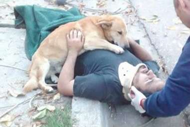 dog comforts owner injured in fall