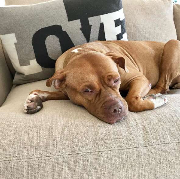 Rescued pit bull sleeping on couch
