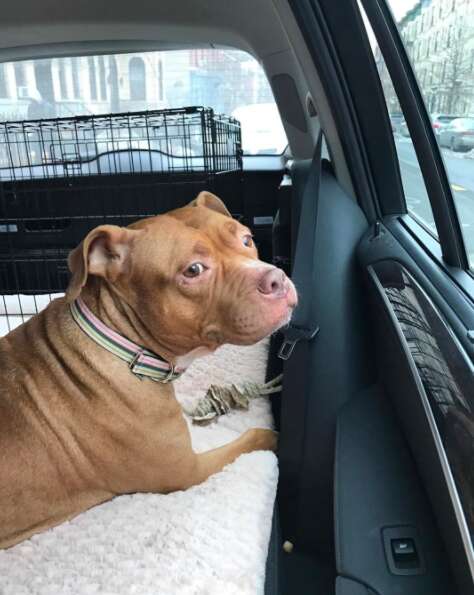 Rescued pit bull in car