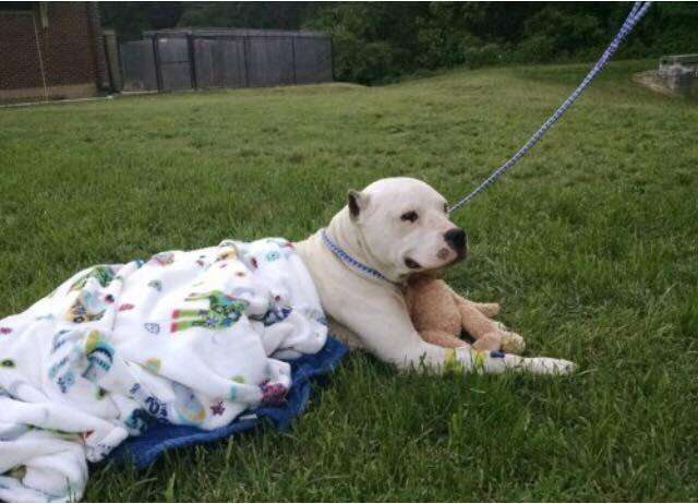 Rescue dog with blanket and teddy bear