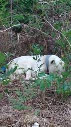 Injured dog in woods