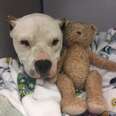 Injured pit bull with teddy bear